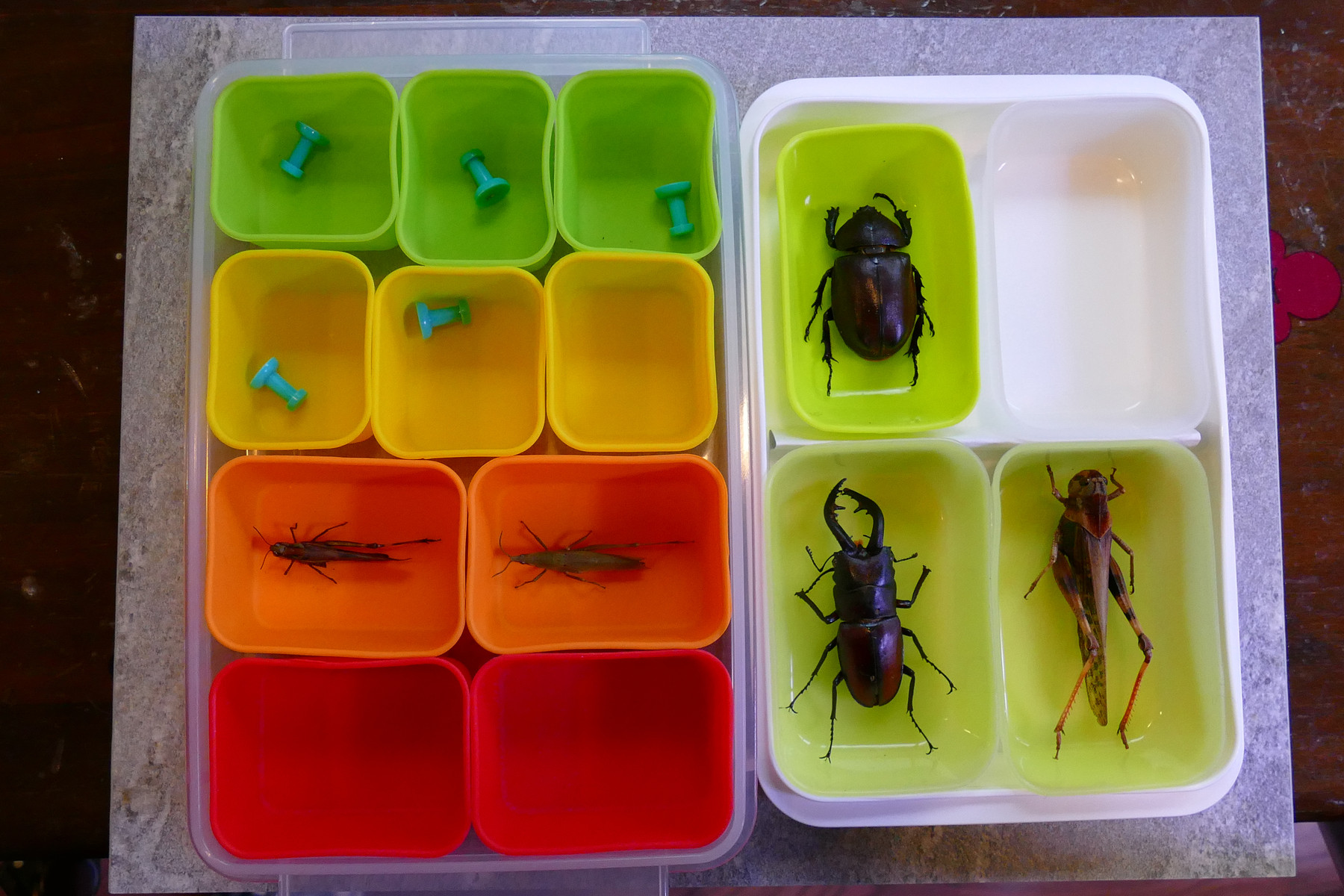 昆虫の樹脂標本を作りました 趣味の 写真 Diy オーディオ 日記 昆虫の樹脂標本を作りました 趣味の 写真 Diy オーディオ 日記