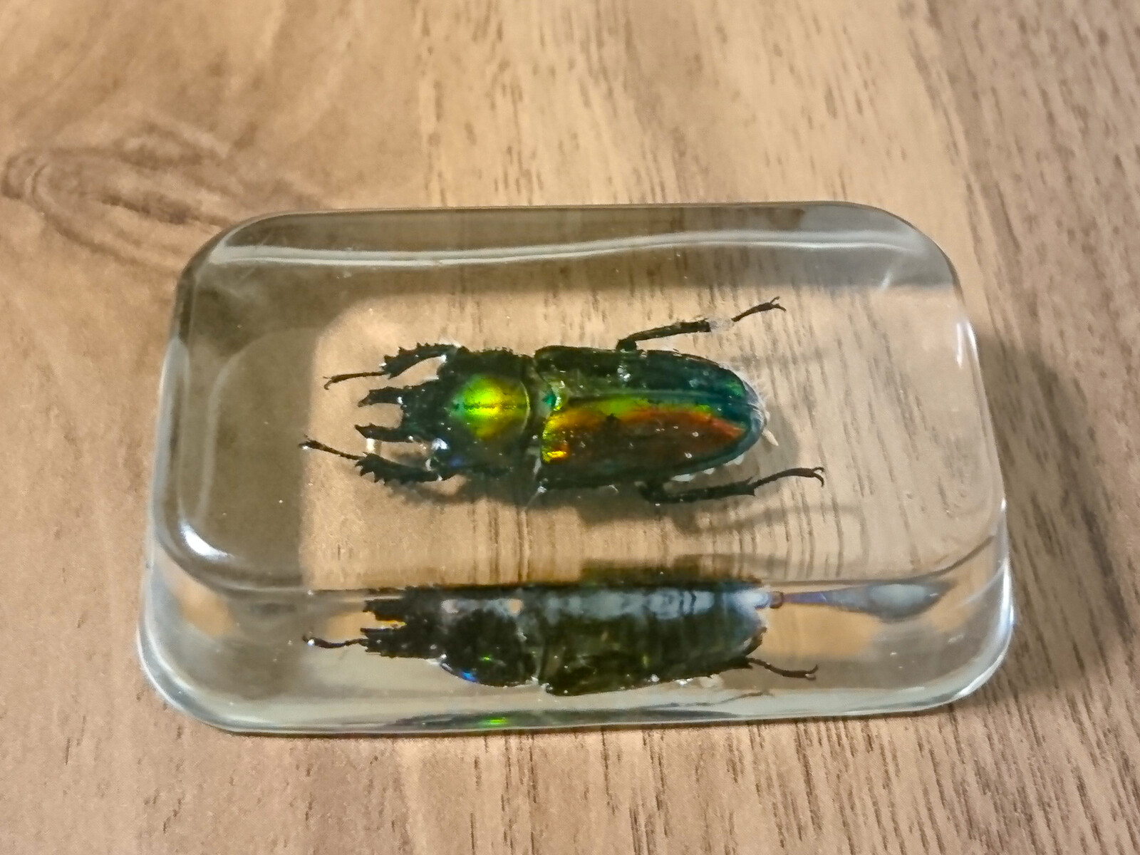 虹色クワガタの樹脂標本を作りました : 趣味の「写真、DIY、オーディオ