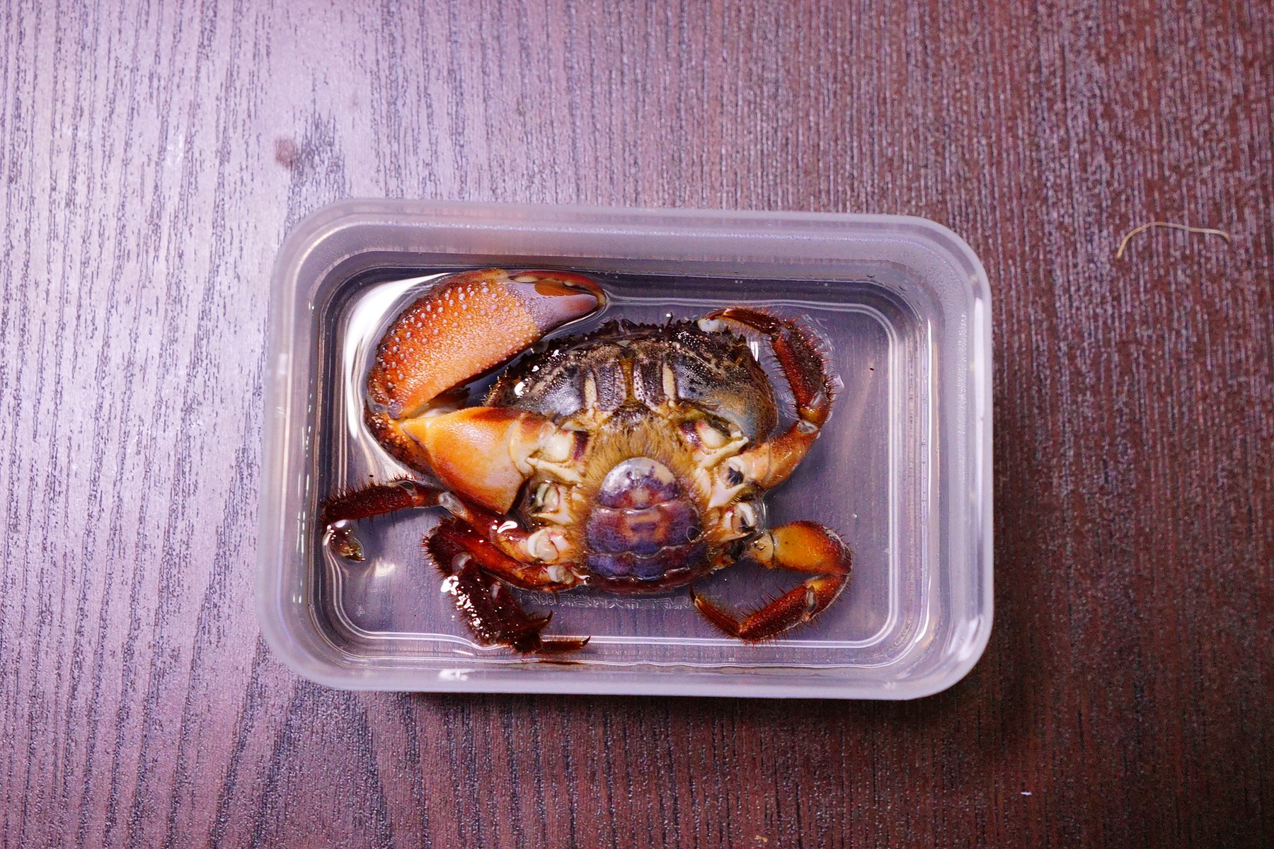 タラガニ カニ 標本 昆虫標本 海 ハンドメイド タラガニ蟹 昆虫用品