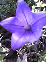 2b91d45d.JPG