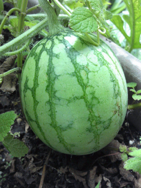 water melon