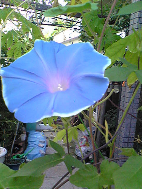 CAQG6NO6