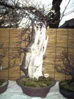 bonbai3[1]