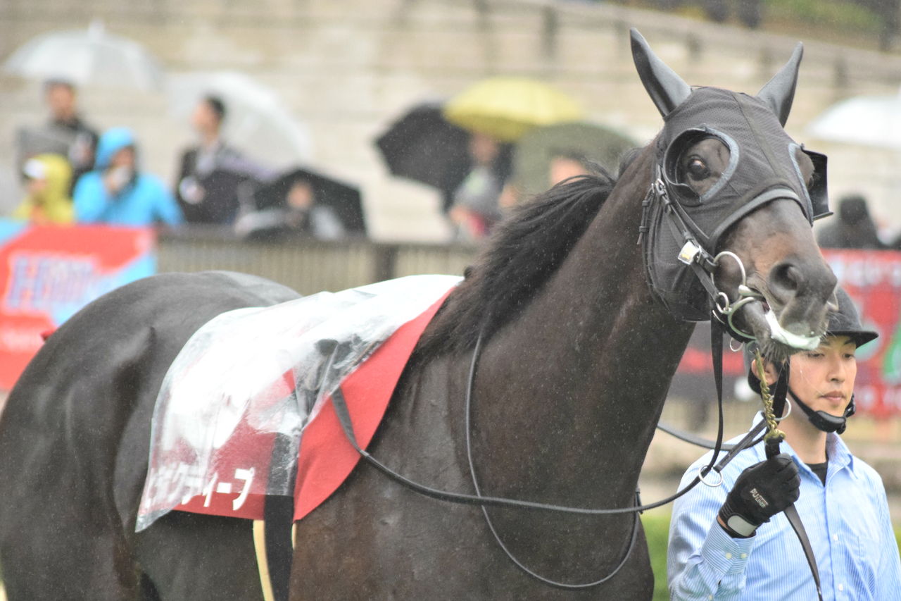 美浦の顔芸担当 世界でいちばん 愛せる馬へ