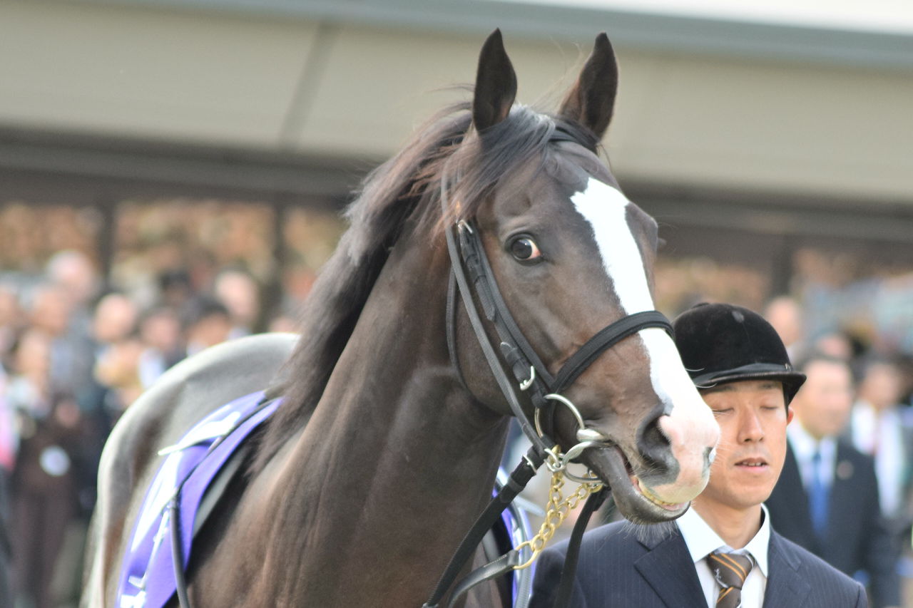奇跡への軌跡 世界でいちばん 愛せる馬へ