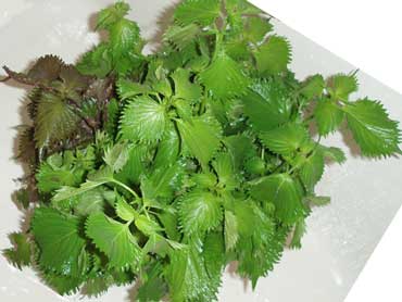 vege_004