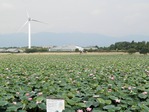 烏丸半島の水生植物公園みずの森