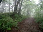 碓氷峠の自然道