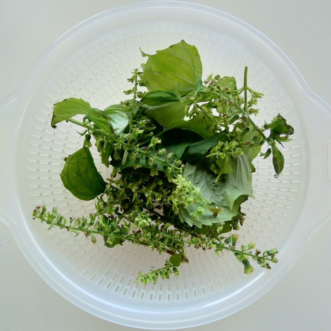 穂じそを摘み取る ぜいたく貧乏のレシピ