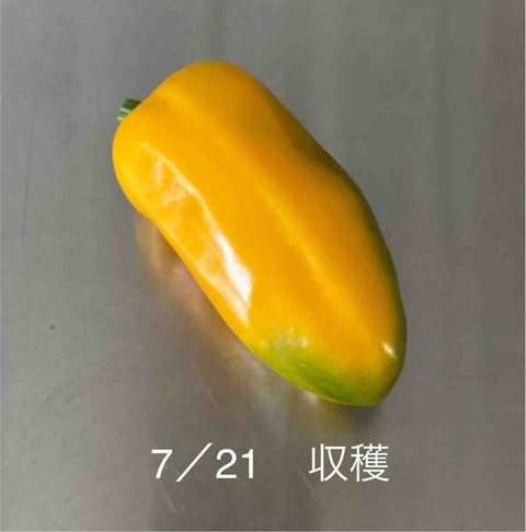 FullSizeRender