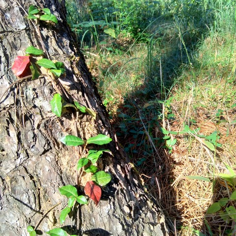 P_20201114_121321_vHDR_On