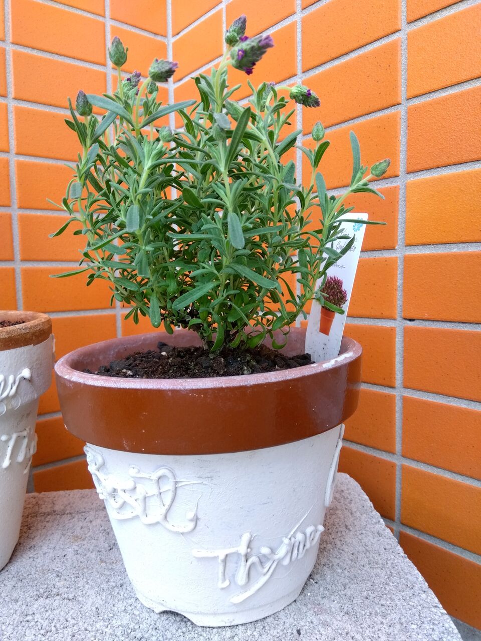 ほったらかしの「鉢」をリメイク : 続・ゆるい生活