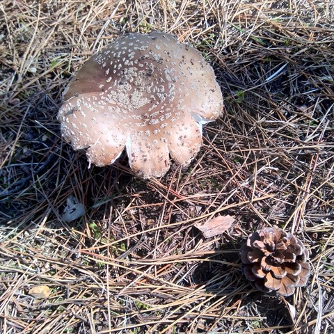 P_20201114_121030_vHDR_On