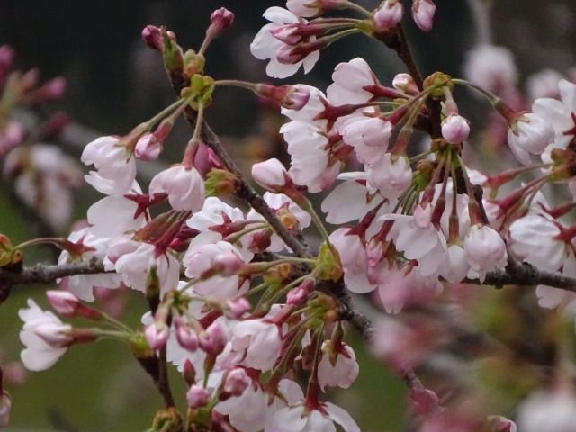 DSC01404 - コピー