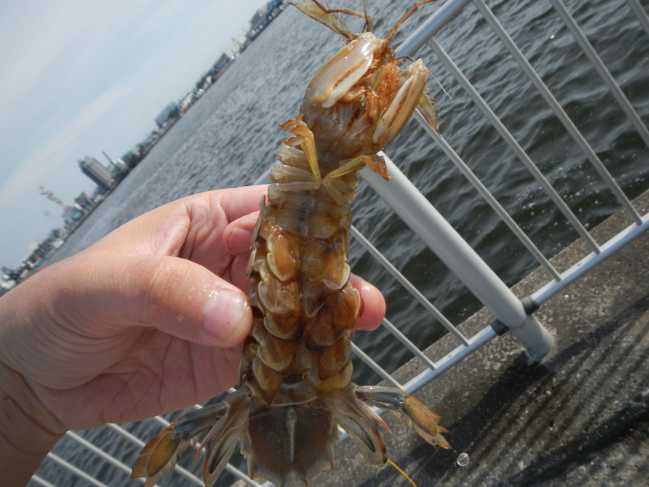 木更津港で釣りをしてきた 孤独のソロボッチ 木更津港で釣りをしてきた 孤独のソロボッチ