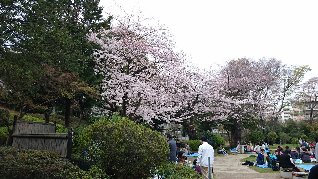 桜木町周辺 桜スポット紹介 野毛山公園 中央図書館近くのエリア ルックリズム