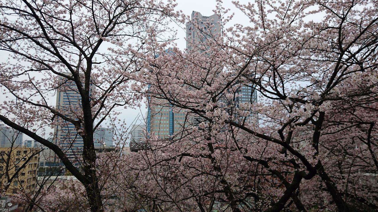 桜木町周辺 桜スポット紹介 掃部山公園の花見風景 ルックリズム