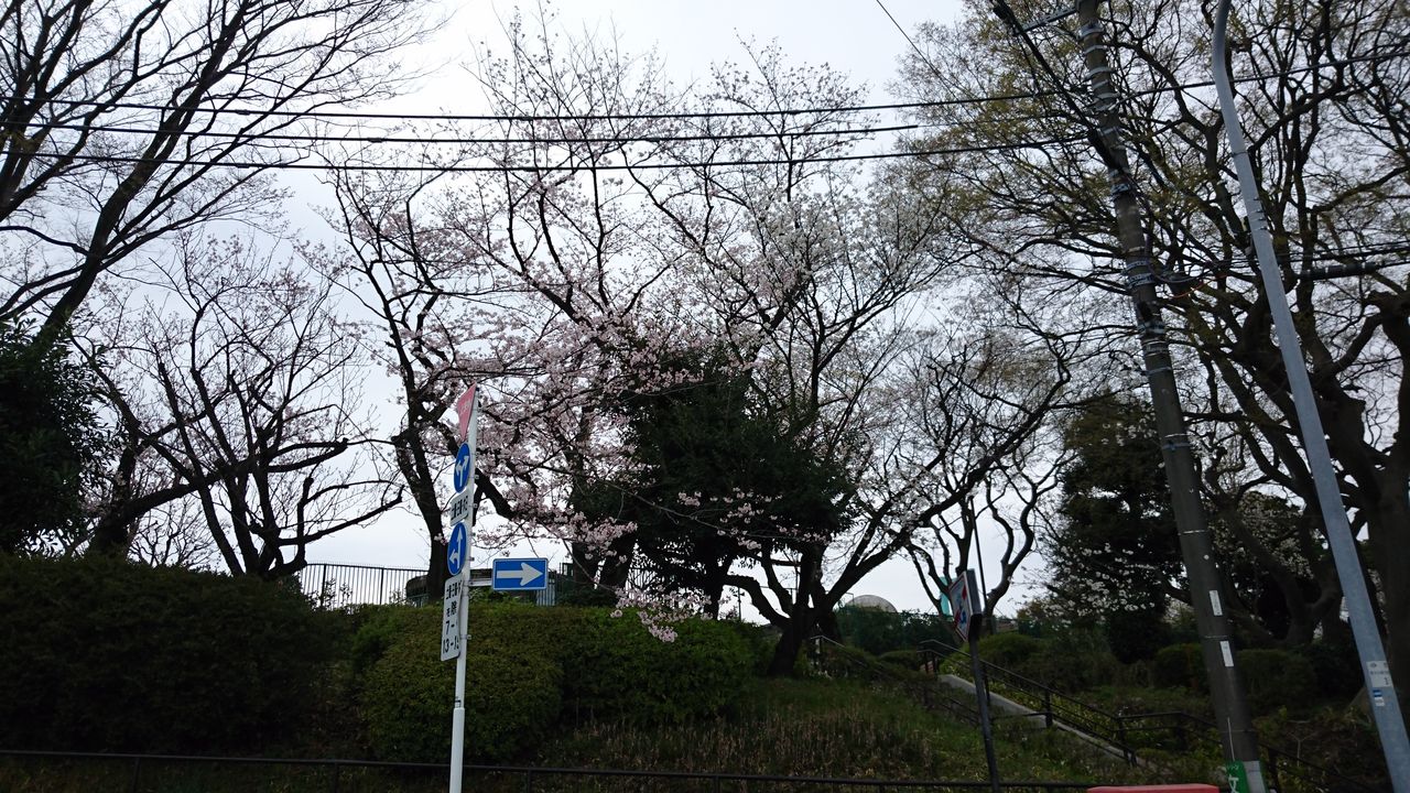 桜木町周辺 桜スポット紹介 野毛山公園 展望台周辺 ルックリズム