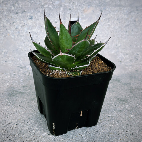 194B69B1-568F-47AB-9A9E-0F7EF96B3270