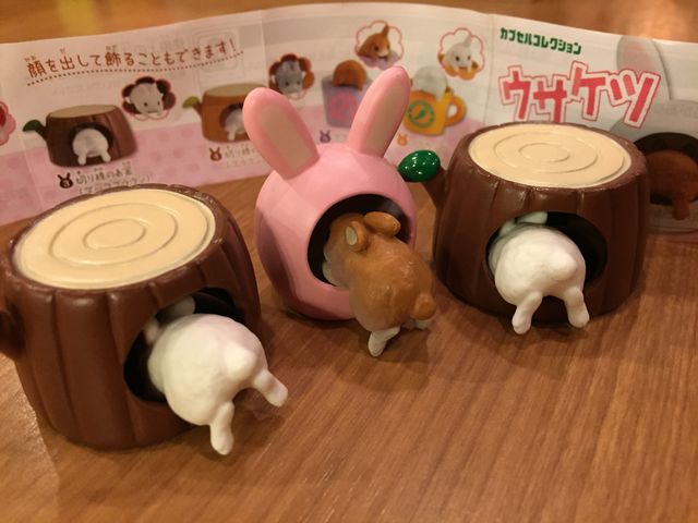 ウサケツガチャガチャ収集 ホーランドロップ ぼんた 奏太日記