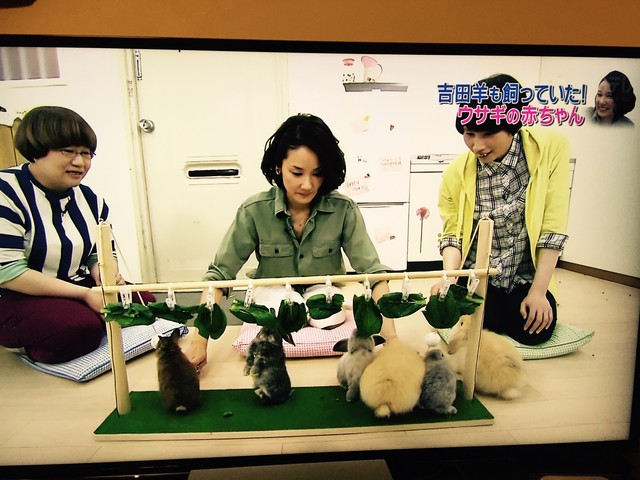志村どうぶつ園 ホーランドロップ とわ ぼんた日記 志村どうぶつ園 ホーランドロップ とわ ぼんた日記