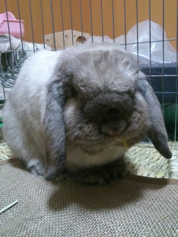 セーブルポイント ホーランドロップ とわ ぼんた日記 セーブルポイント ホーランドロップ とわ ぼんた日記