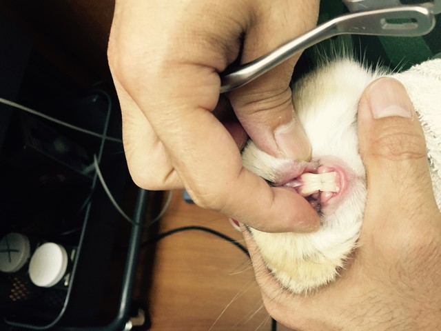 ぼんたダニ疑惑 ホーランドロップ とわ ぼんた日記