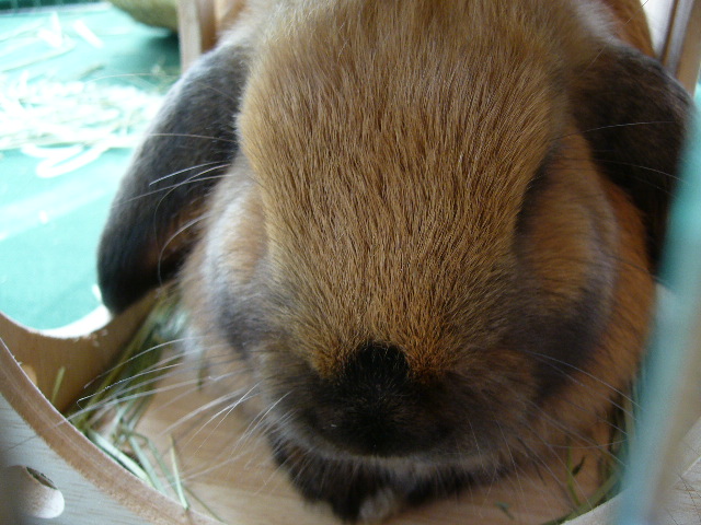 鼻 成長する ロップイヤー トロ日記