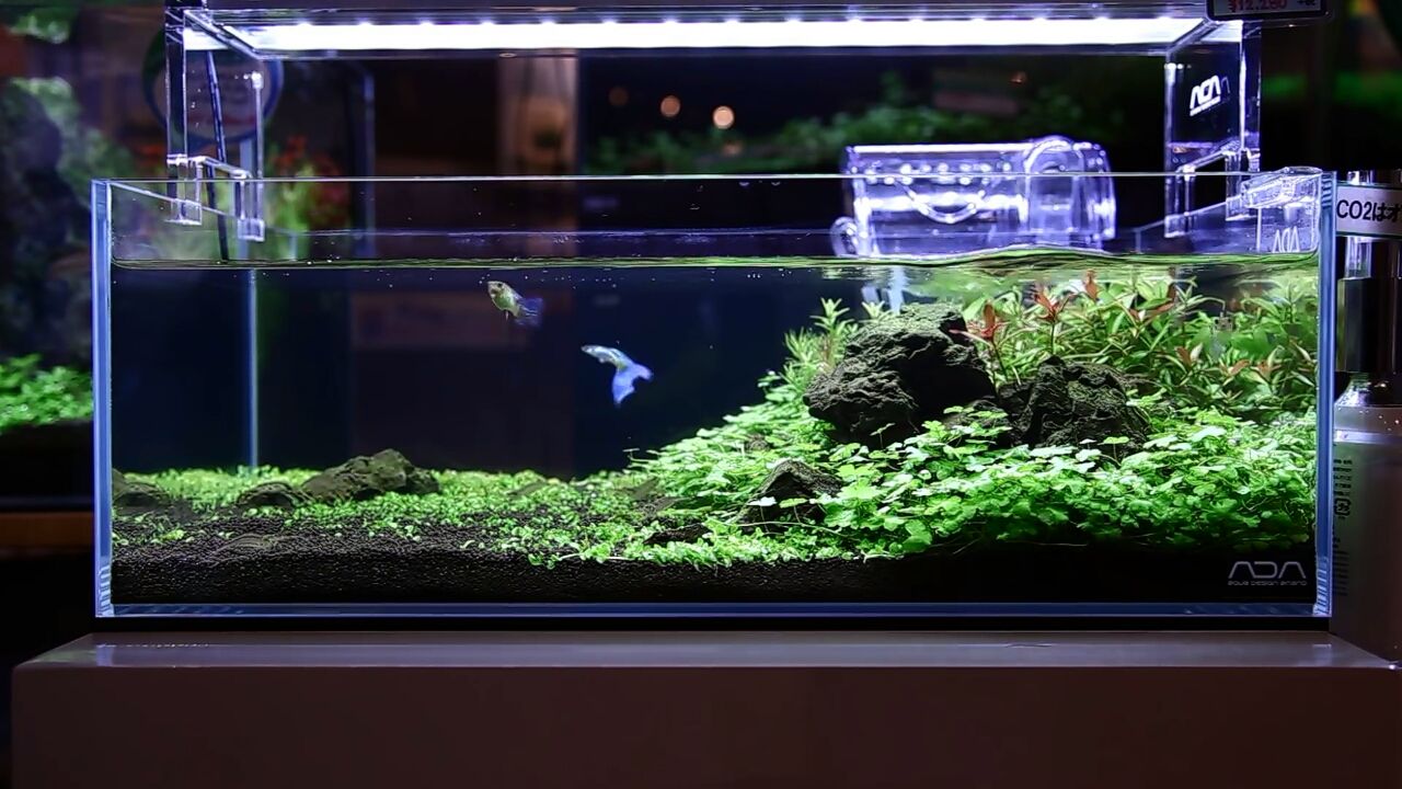 水苔水槽に石を置こうと思ったが やめた 瑠璃色の天使 水苔水槽に石を置こうと思ったが やめた 瑠璃色の天使