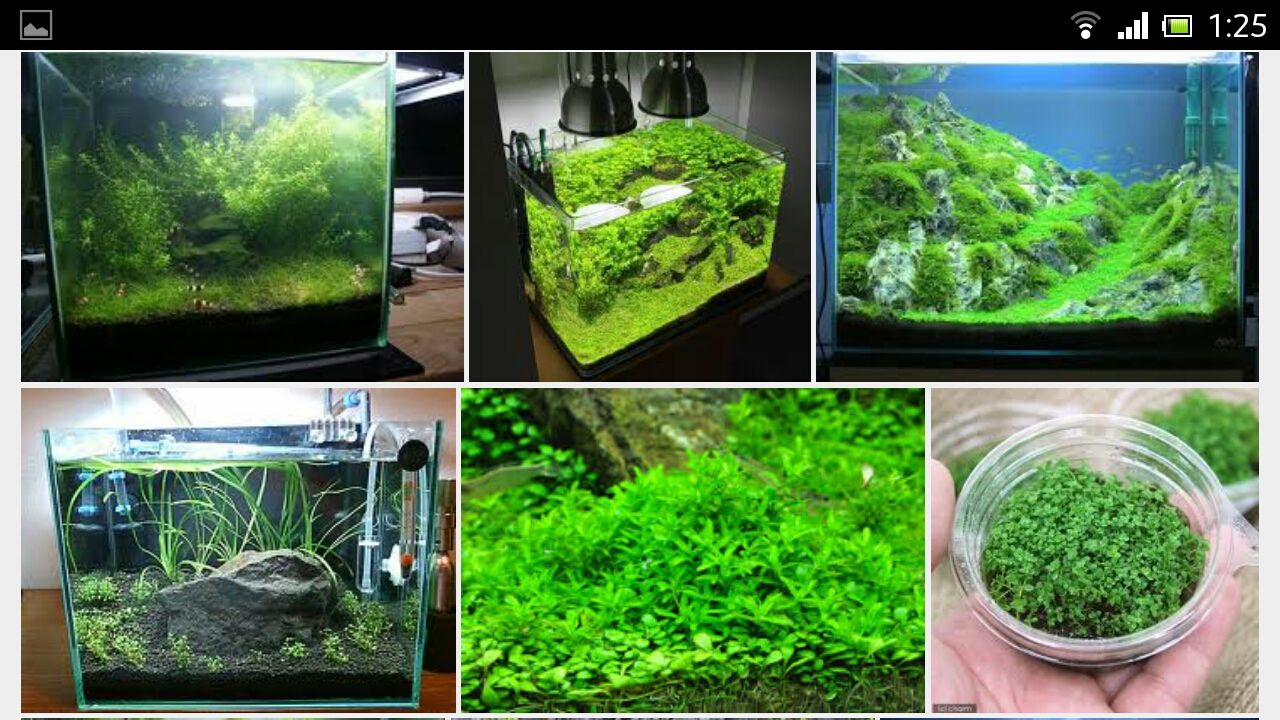 水槽の前景に パールグラスの緑の絨毯 瑠璃色の天使