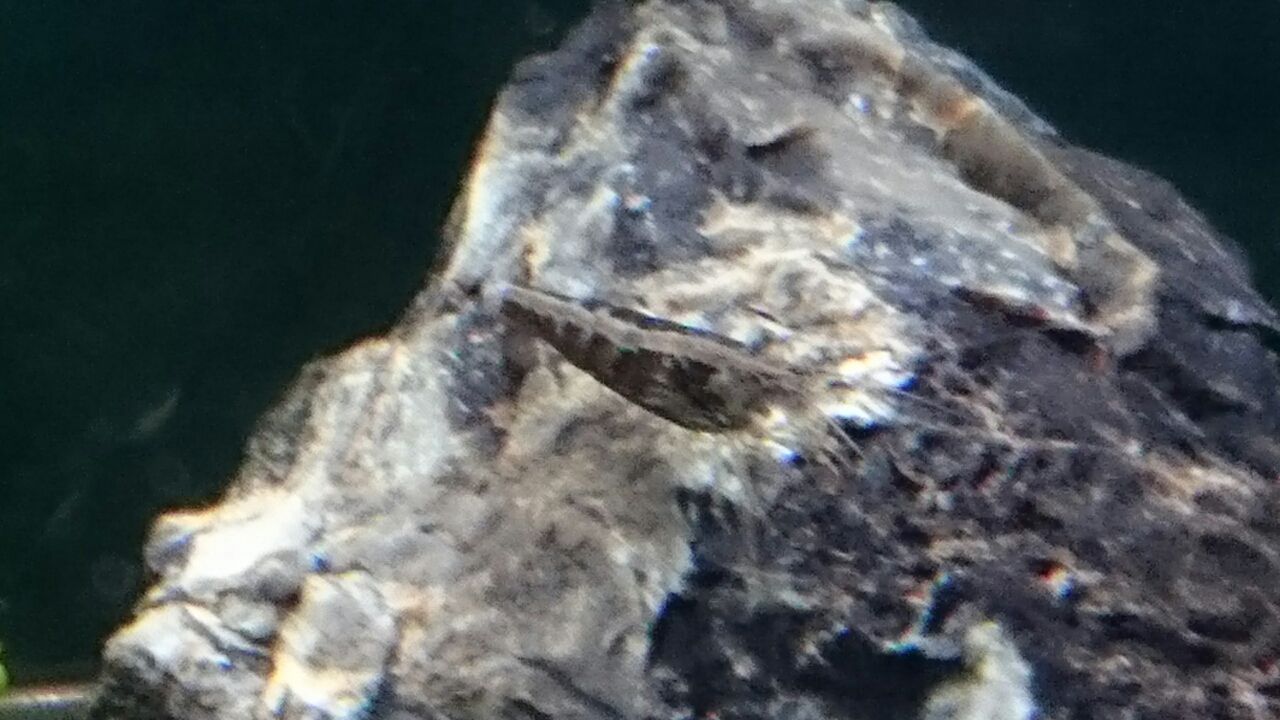 熱帯魚が死ぬ シーズンです 瑠璃色の天使