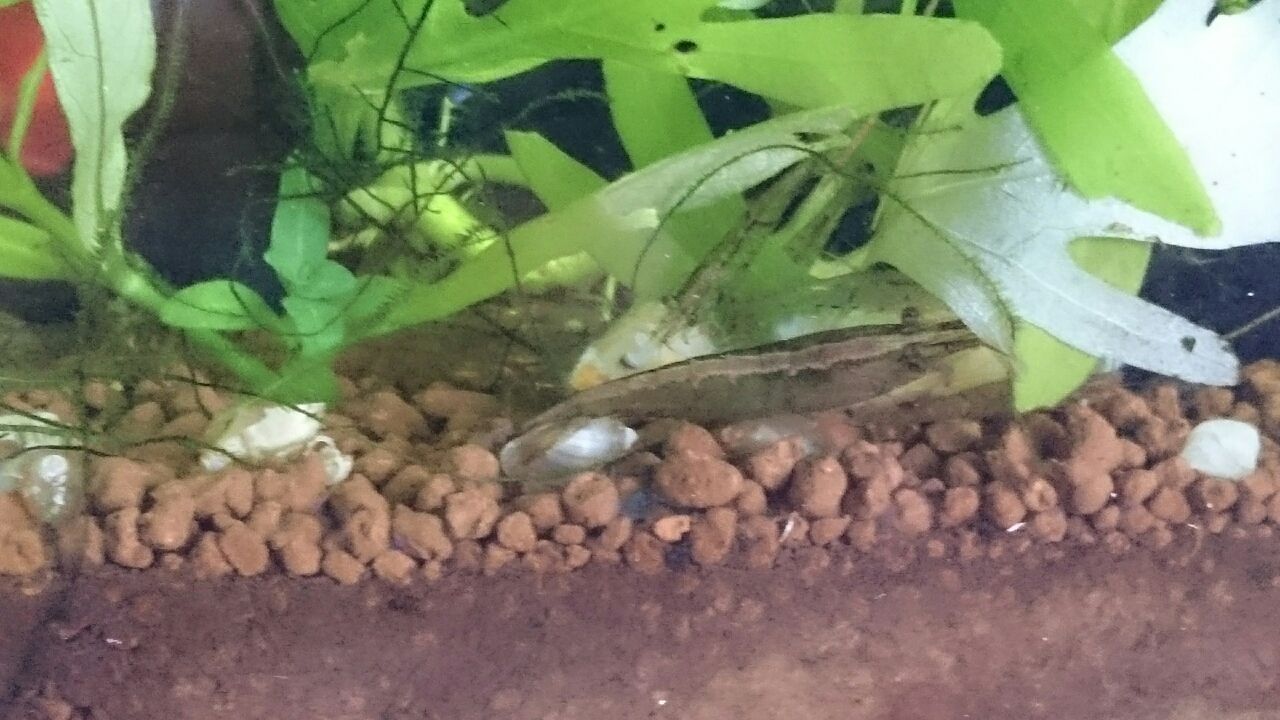 熱帯魚が死ぬ シーズンです 瑠璃色の天使