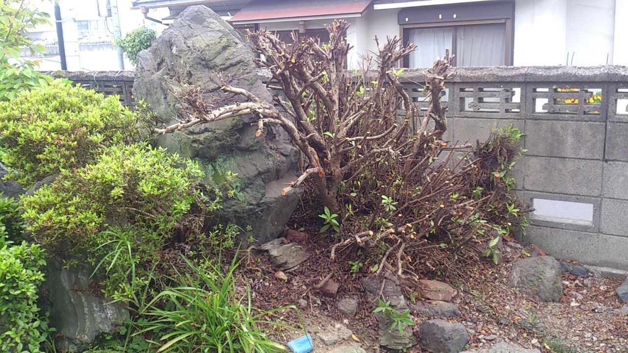 つつじを 丸坊主にした 瑠璃色の天使 つつじを 丸坊主にした 瑠璃色の天使