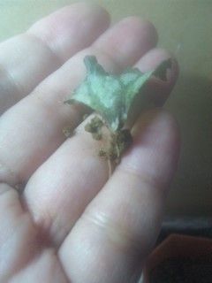 レックスベゴニアの葉挿し 蜃気楼cafe Livedoor編