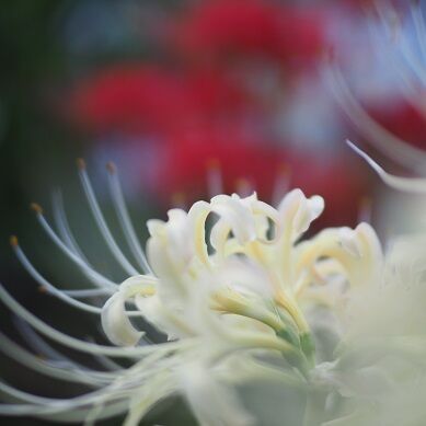 彼岸花 ろったの休日