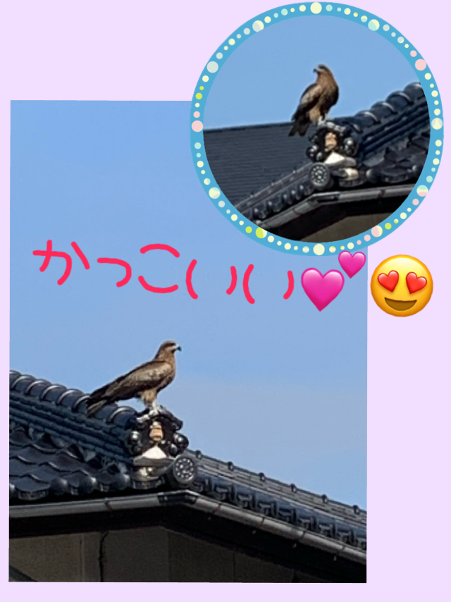 鷹たか 鷲わし 鳶とんび わくわくする鳥さん わかんないけどかっこいい さぁ 週末 楽しい事もありますよ まんまるブログ