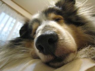 ちょっと寝かせて…zzz