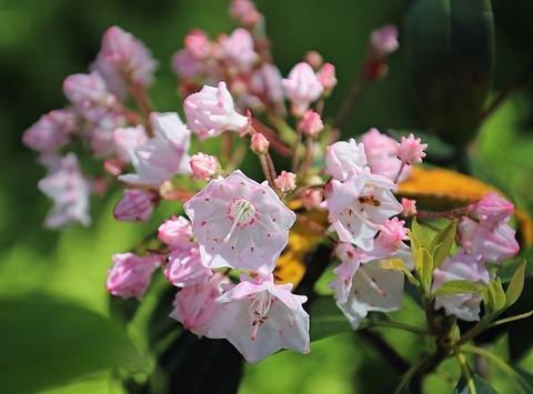 Mountain-laurel_01