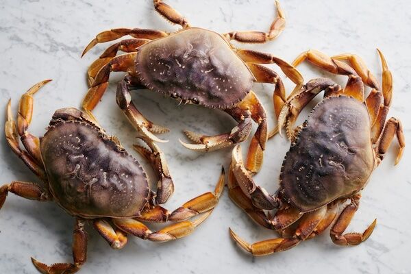 Dungeness-crab-season-feature-David-Malosh copy