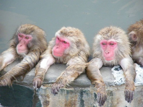hokkaido_hakodateshinettaisyokubutsuen_monkey2