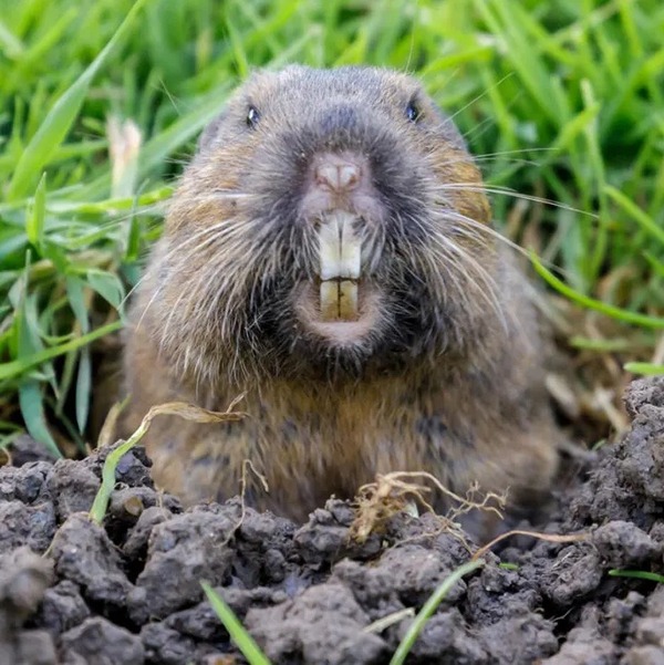 Pocket-Gopher (1) copy