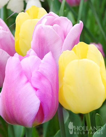 89232-pink-lemonade-tulip-duo