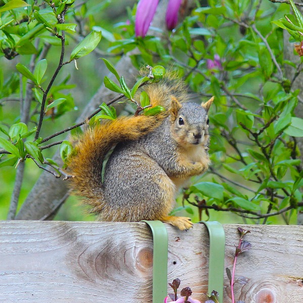 IMG_6774