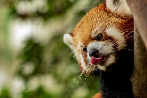 大人になっても動物園好きとか言ってる人って本質的な優しさや想像力がないよね、可哀想で見てられないってのがまともな大人の反応でしょ
