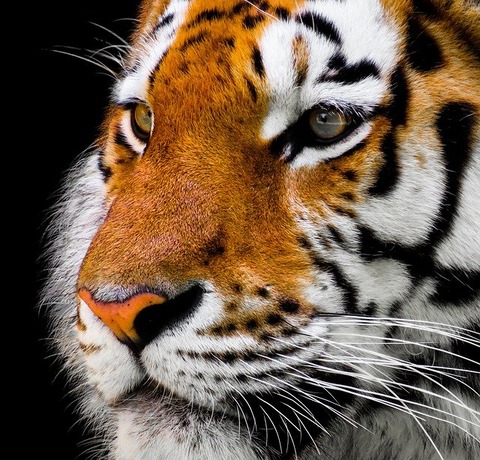 animal-2923186_640