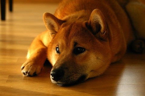 shiba-inu-ga81e8dd4c_640