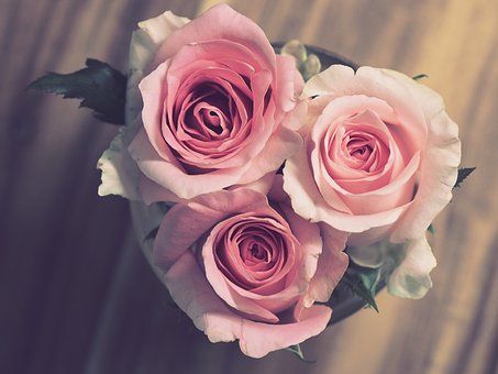 rose-3072698__340