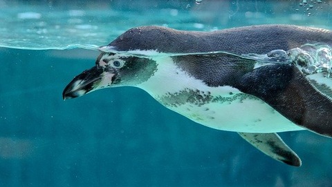 penguin-g85a22f986_640