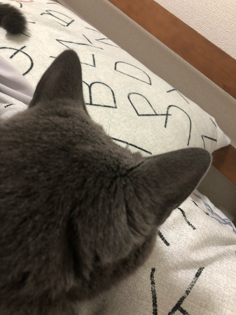 画像 ネコの後頭部とかいうこの世で1番可愛い生き物wxywxywxywxywxywxywxywxywxy トイレちゃんねる