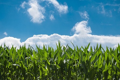 corn-field-440338__340